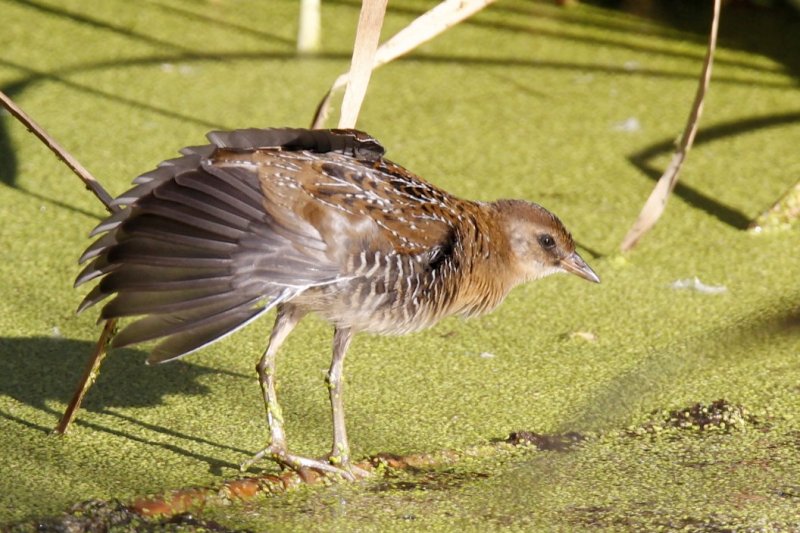 Sora (juvenile)