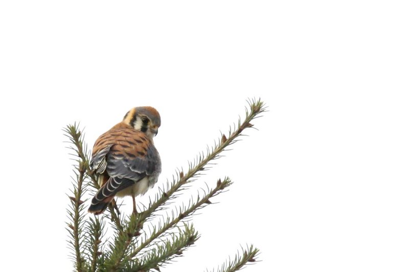 American Kestrel