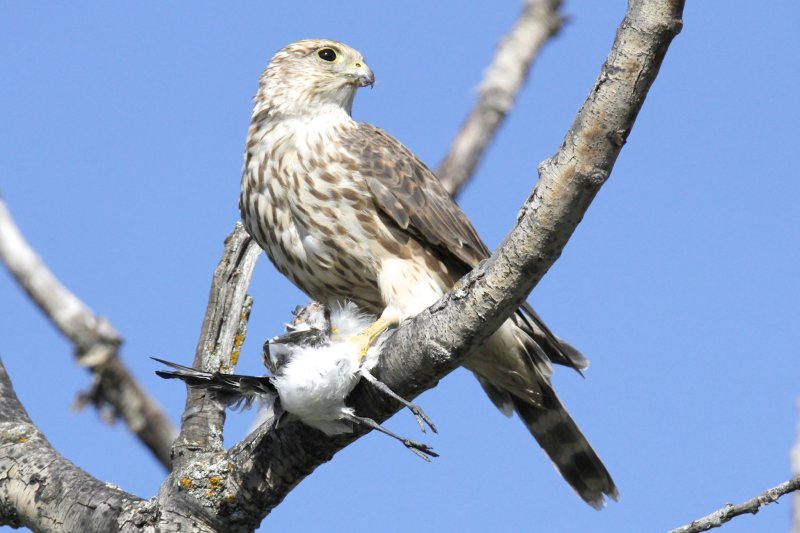 Merlin with Sanderling.jpg