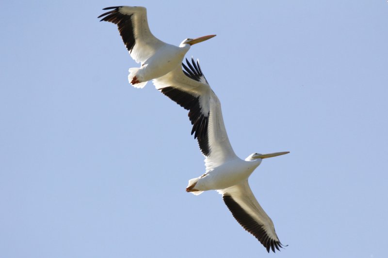 Am Pelican.jpg