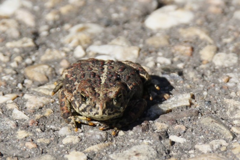 Toad.jpg