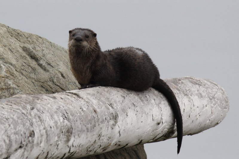 Otter