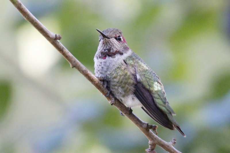 Anna's Hummingbird