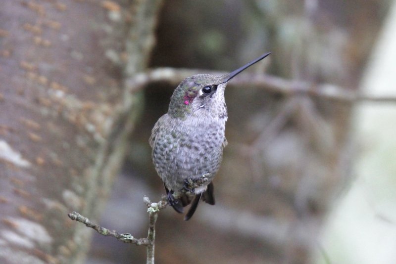 Anna's Hummingbird