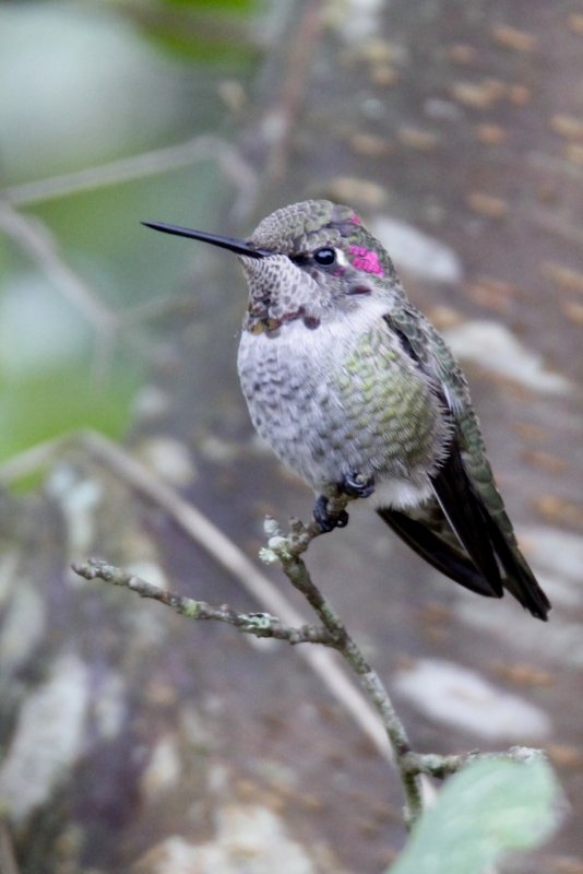 Anna's Hummingbird