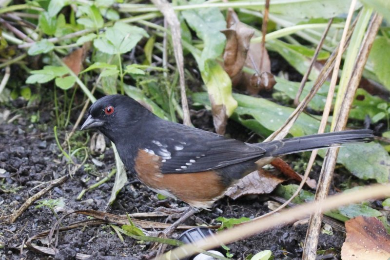 Spotted Towhee