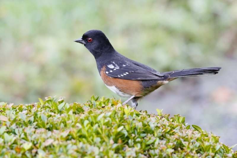 Spotted Towhee