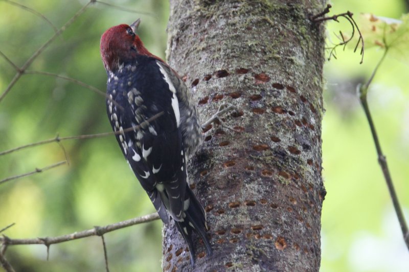 Red-breasted Sapsucker