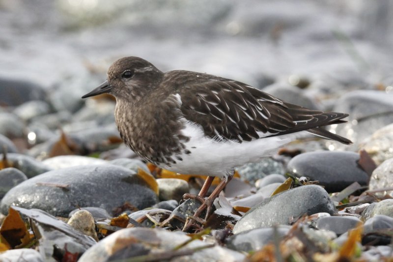 Black Turnstone