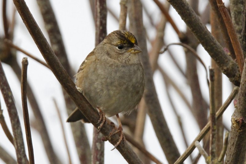 Golden-crowned Sparrow