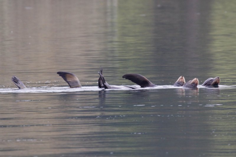 Harbour Seals