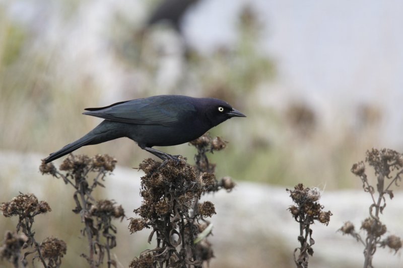 Brewers Blackbird (male)