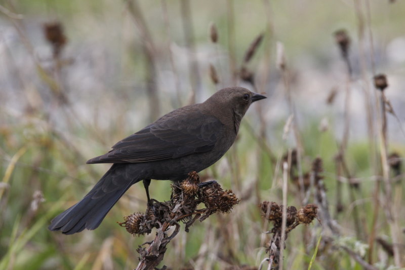 Brewer's Blackbird (female)