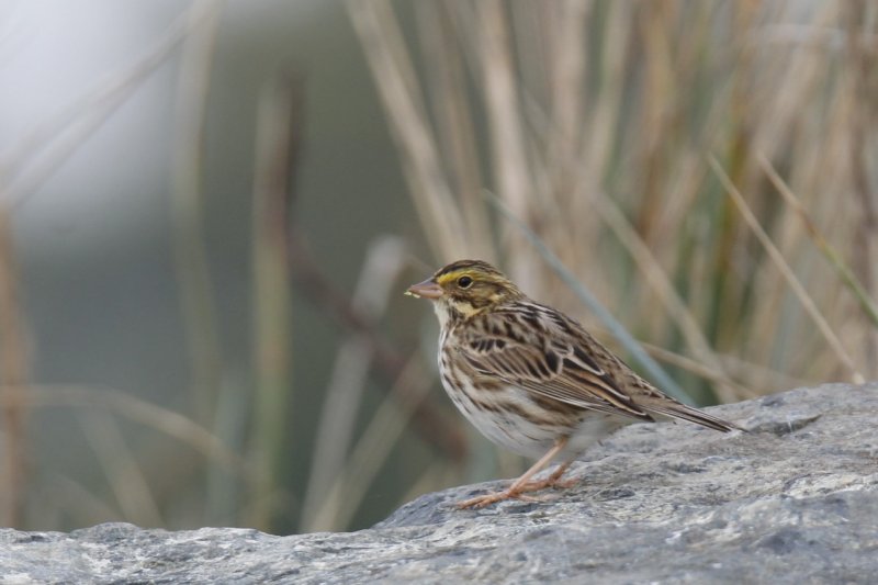 Savannah Sparrow