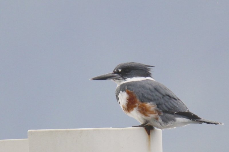Belted Kingfisher.jpg