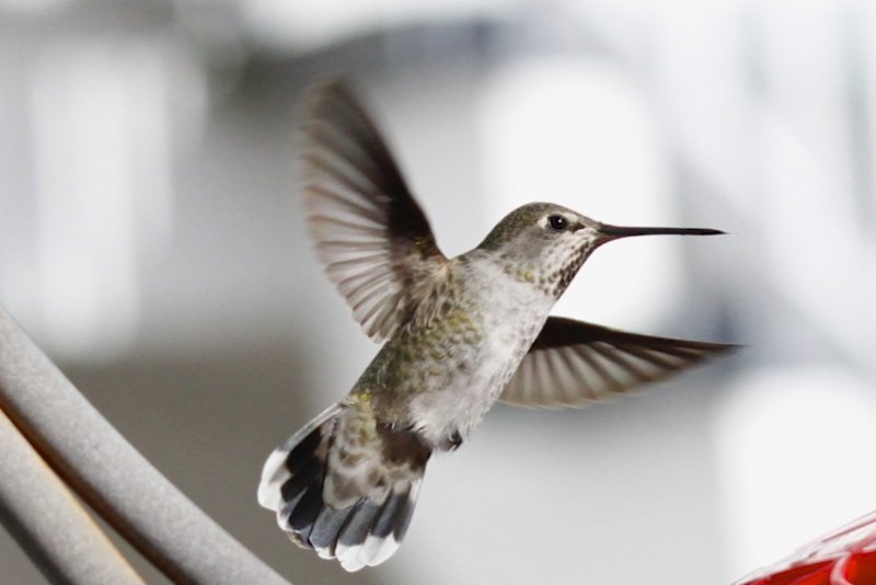 Anna's Hummingbird.jpg