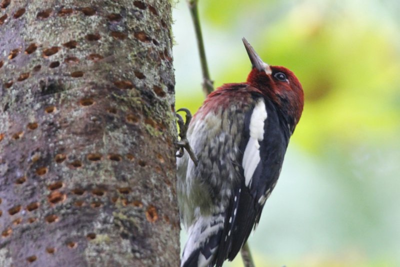 FOLDER: Red-breasted Woodpecker