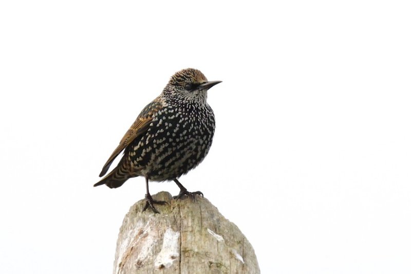 European Starling.jpg