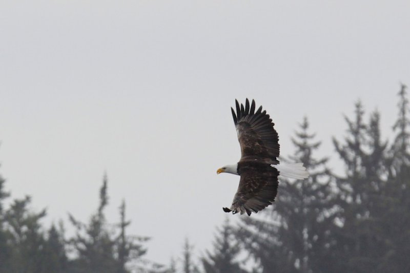 Bald Eagle.jpg