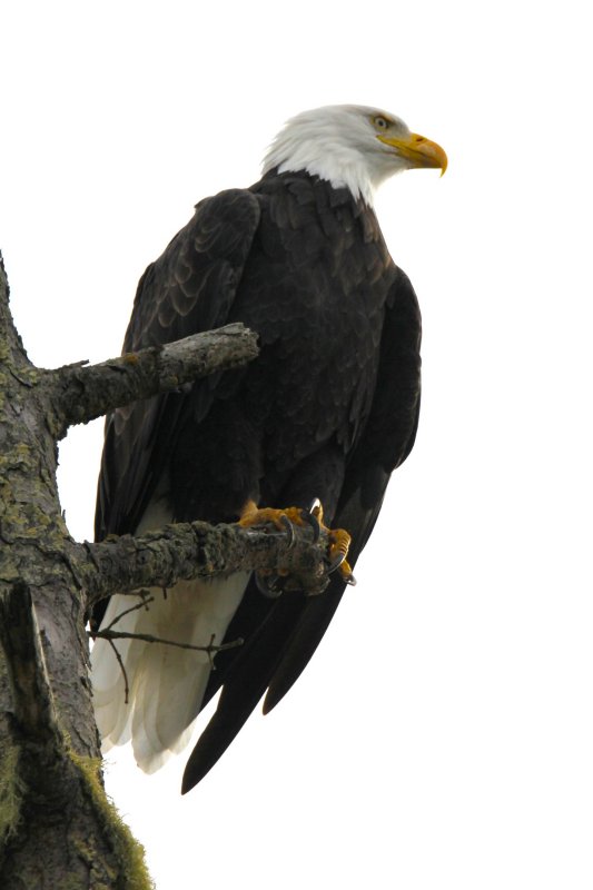 Bald Eagle.jpg