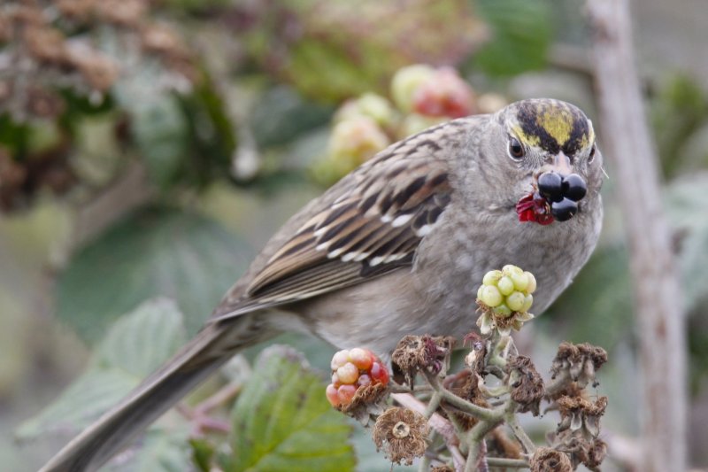 Golden-crowned Sparrow.jpg