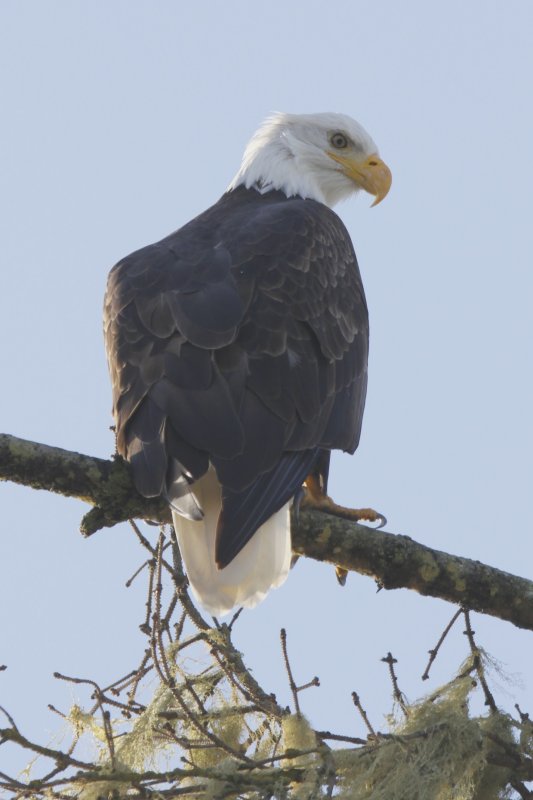 Bald Eagle.jpg