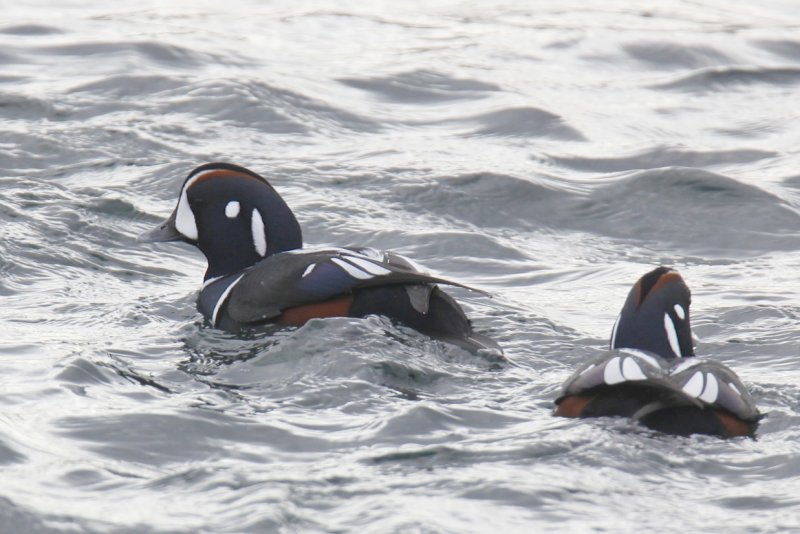 Harlequin Ducks.jpg