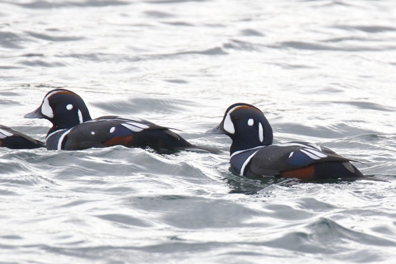Harlequin Ducks.jpg