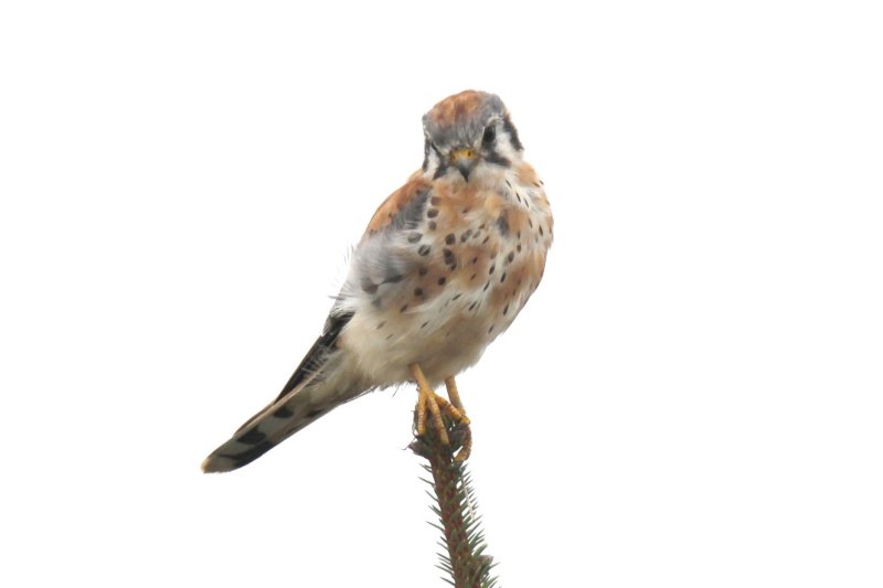 American Kestrel.jpg