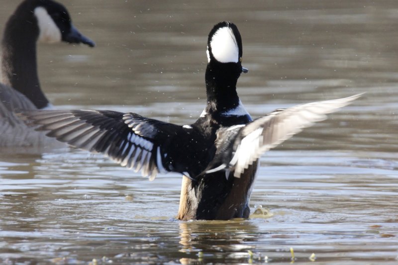 Hooded Merganser.jpg