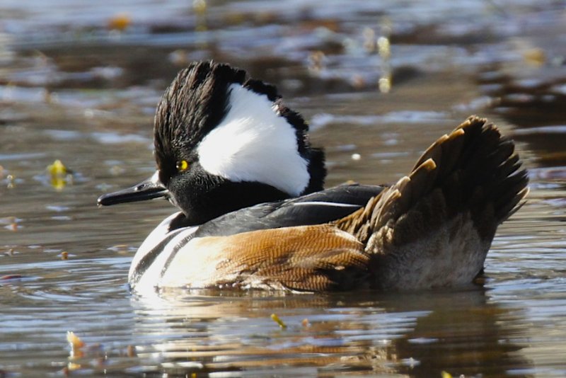 Hooded Merganser
