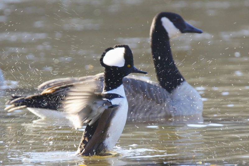Hooded Merganser.jpg