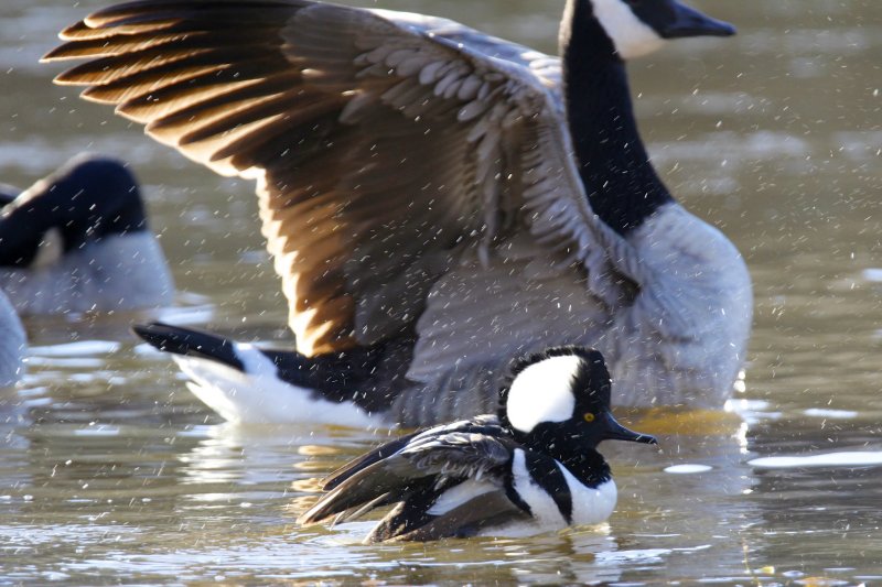 Hooded Merganser.jpg
