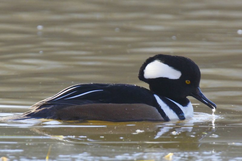 Hooded Merganser.jpg