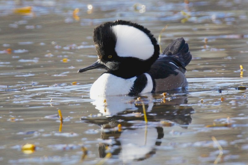 Hooded Merganser.jpg