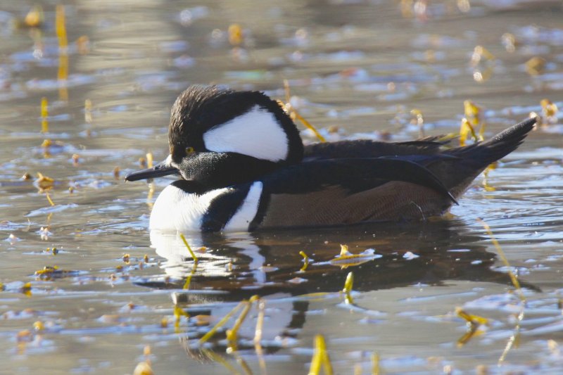 Hooded Merganser.jpg