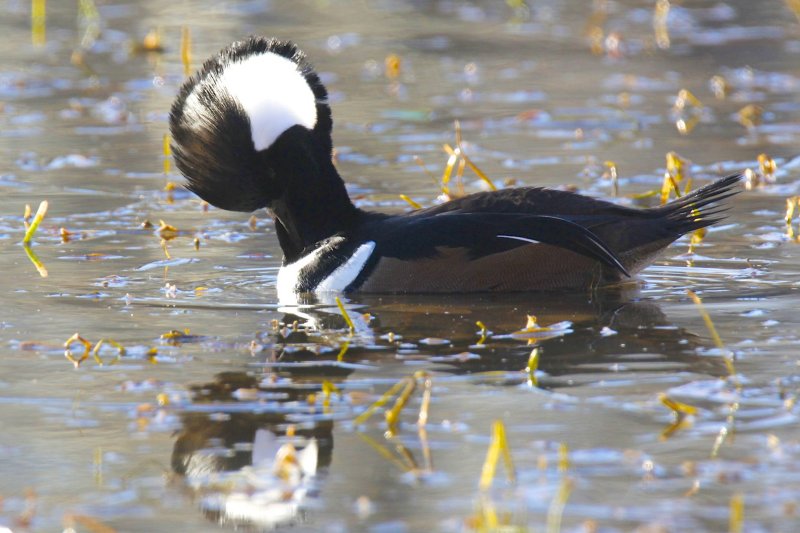 Hooded Merganser.jpg