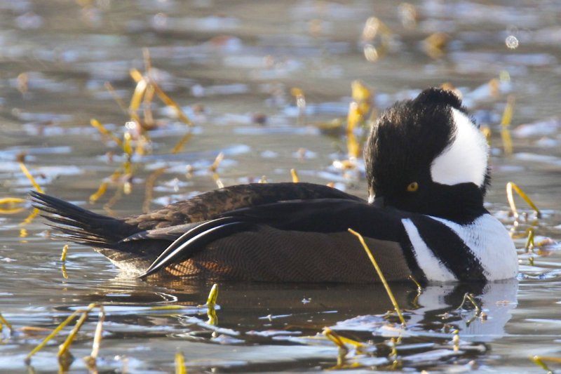 Hooded Merganser