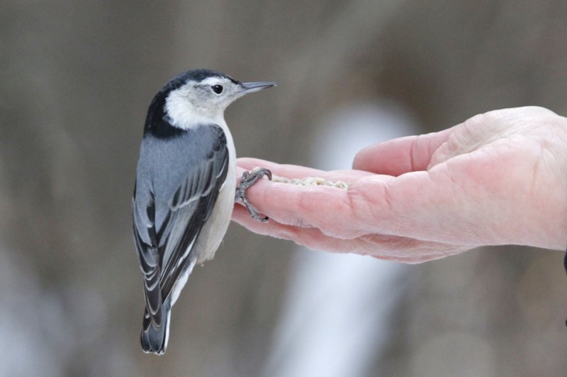 White-breasted Nuthatch.jpg