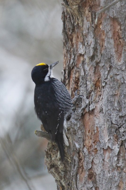 Black-backed Woodpecker.jpg