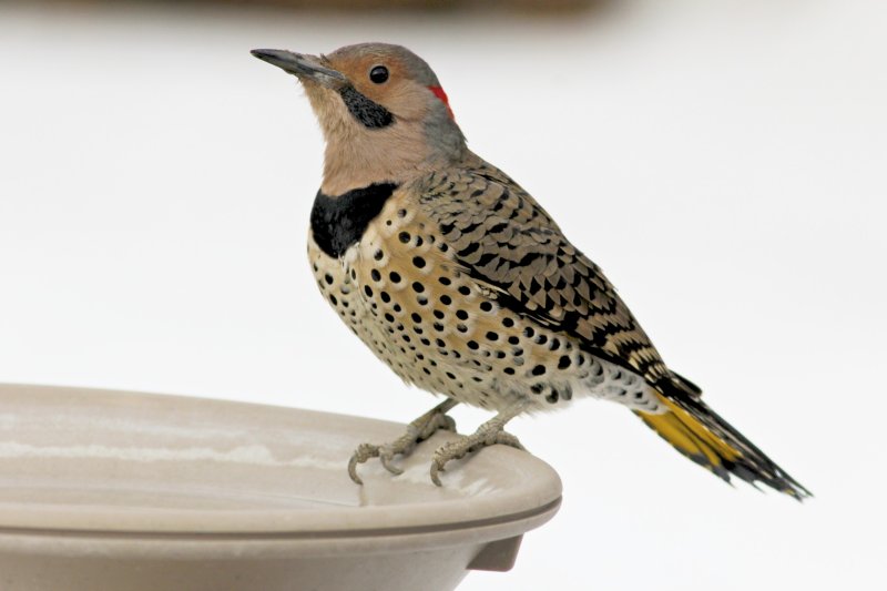 Northern Flicker (m) non-cropped.jpg