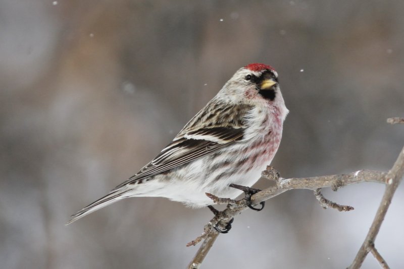 Redpoll.jpg