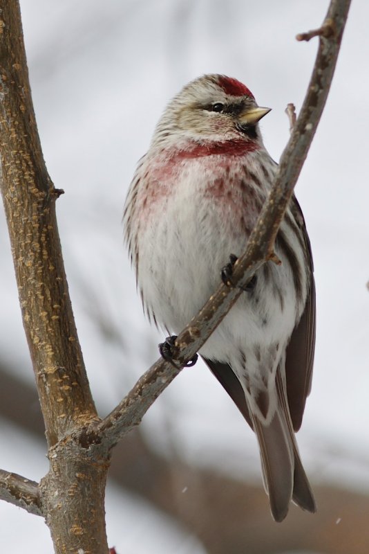 Redpoll.jpg