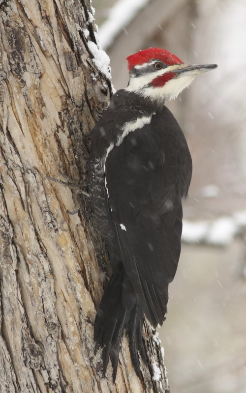 Pileated Woodpecker (male) in Rio Terrace backyard