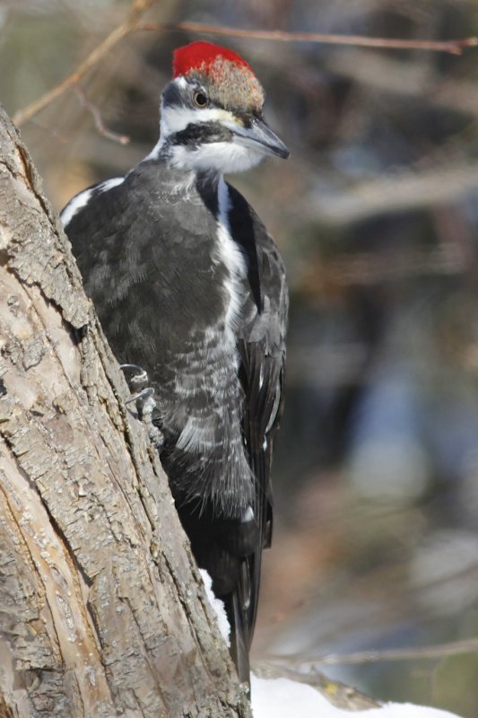 Pileated Woodpecker (female) in Rio Terrace backyard