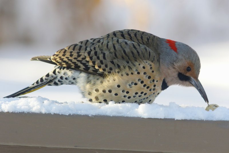 Northern Flicker (male).jpg