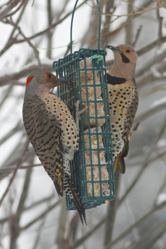 Northern Flicker.jpg