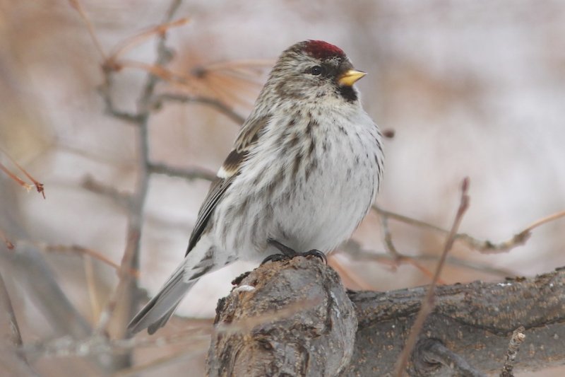 Redpoll.jpg
