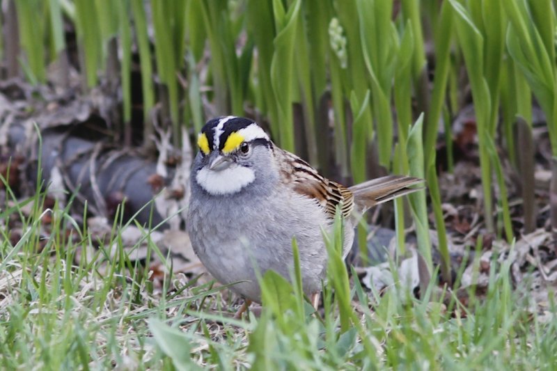 White-throated Sparrow.jpg