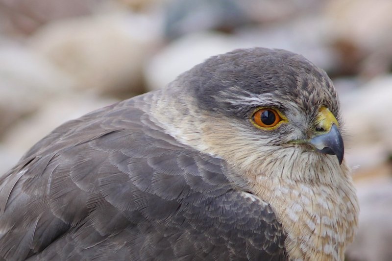 Sharp-shinned Hawk (head shot).jpg